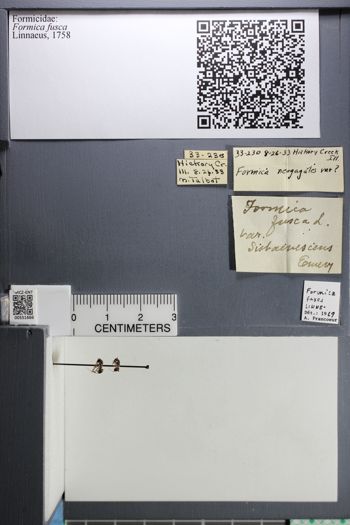 Media type: image;   Entomology 551666